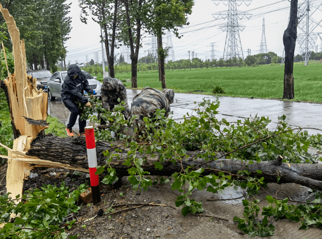 树木倒伏影响群众出行这些人火速到达紧急排难