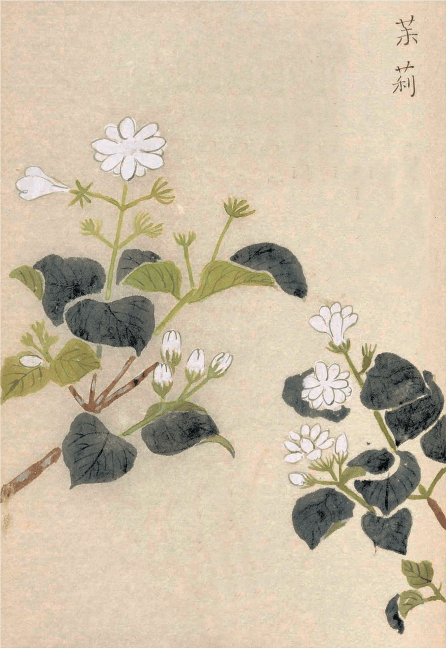 文艺社|新书推荐——百花入馔,古人餐桌上的仪式感_茉莉花