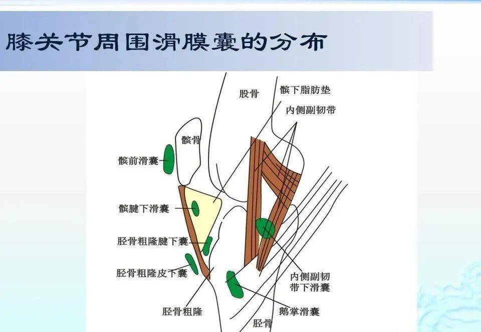 膝关节周围滑膜囊解剖 影像表现