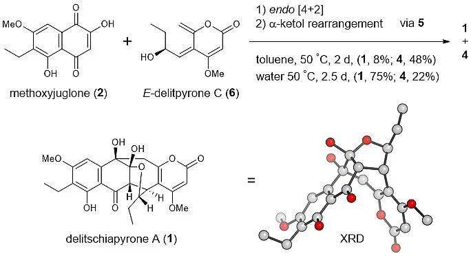 有机吡喃酮类新型生物合成机制周环反应分叉现象