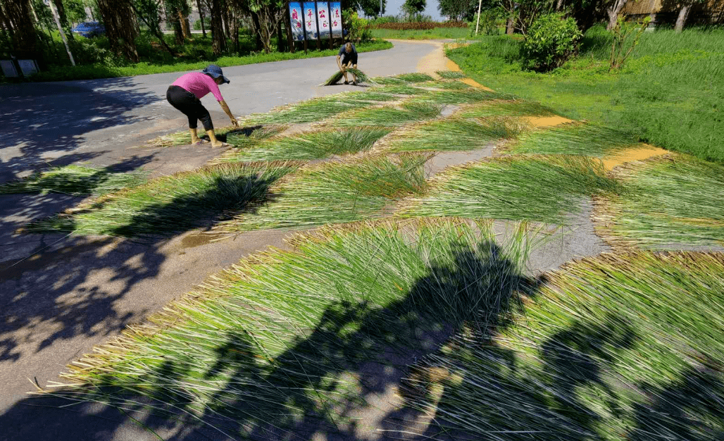 活动招募 | 沙田镇开展"沙田印象61莞草文化季"