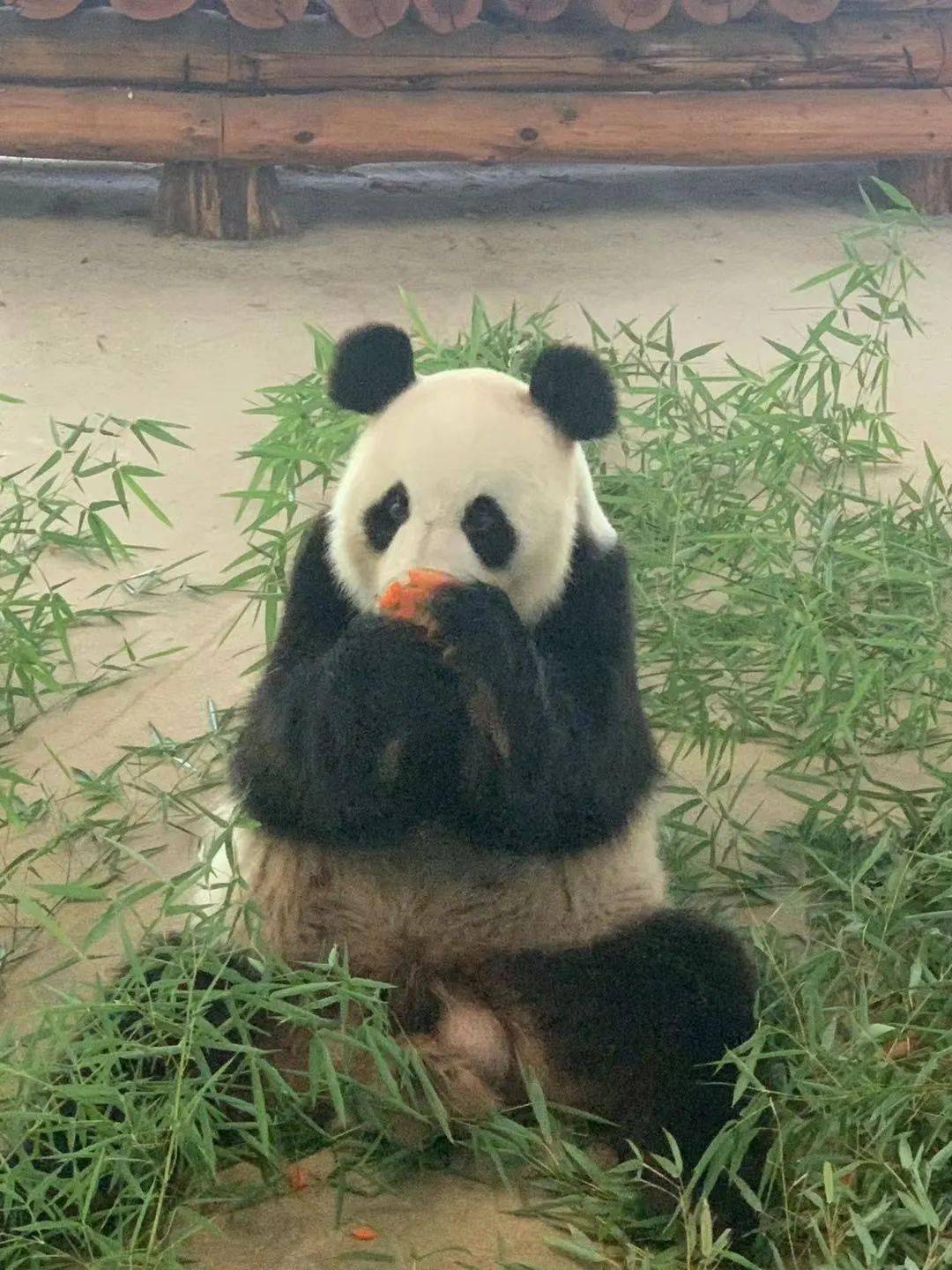 13岁啦刘公岛珍稀动物园为大熊猫宁宁庆生