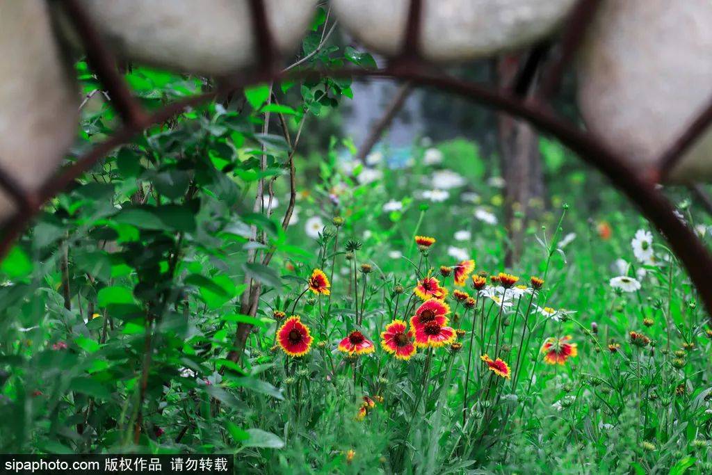 湿地景观|全部免费！炎炎夏日漫步城市绿洲，领略都市风情，就在咱家门口~