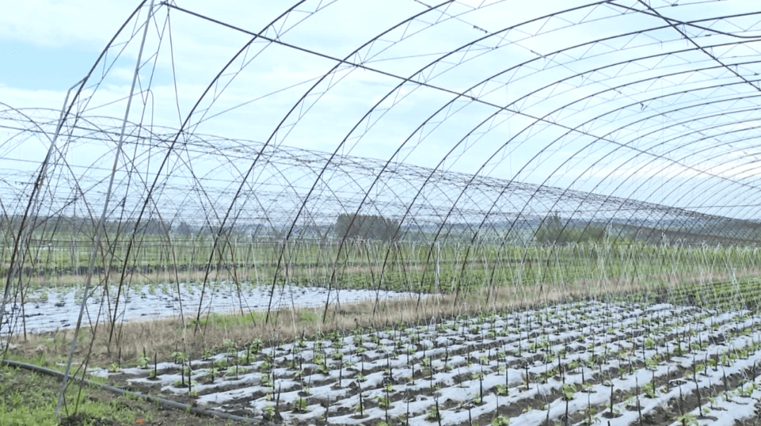 比学看促振兴绥棱县绥中乡工农齐发力全面促振兴