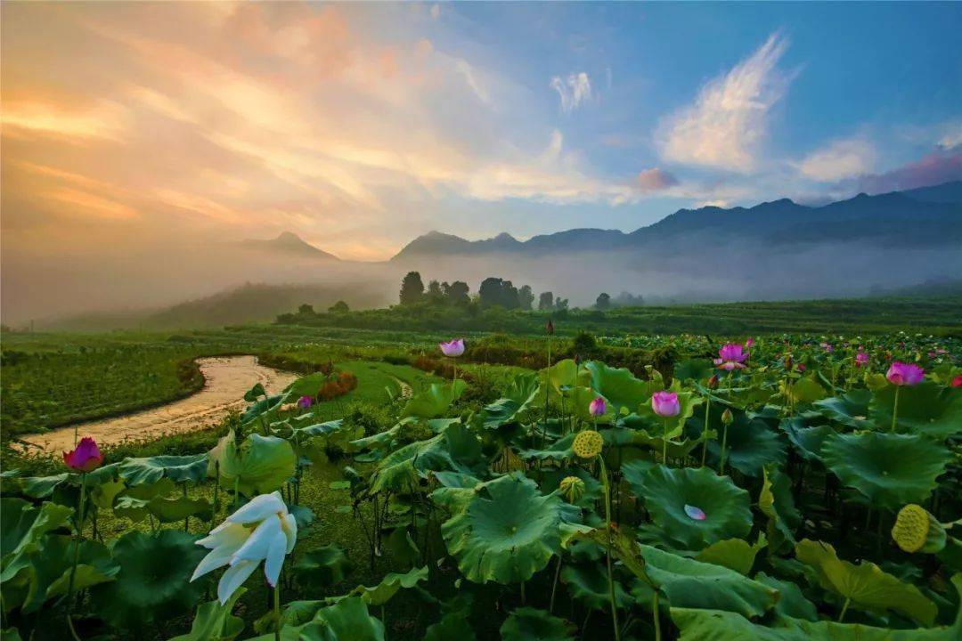 世界最大梯田莲海在福建!