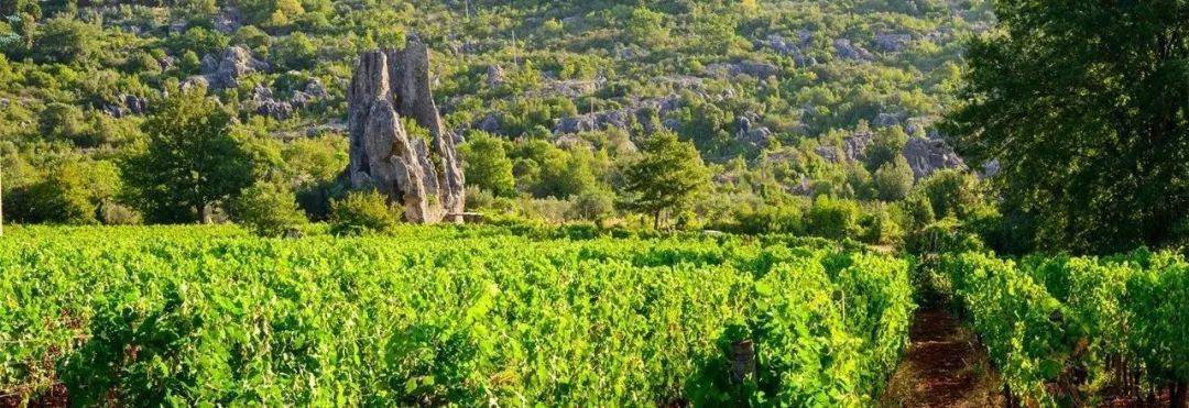 Wine|170家酒庄，意大利一出手就是王炸