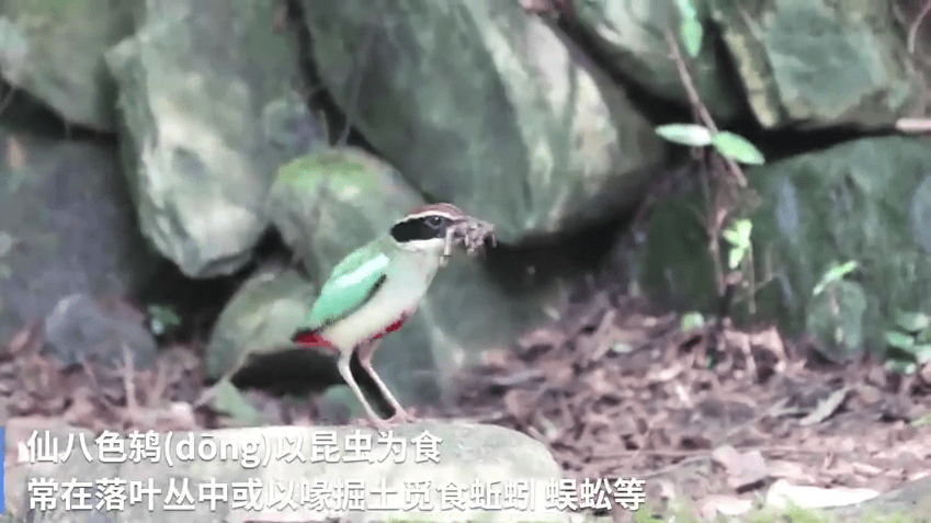 高颜值 拥有8色羽毛的鸟中仙女 快来看看吧 鸟类