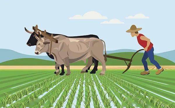 河源返家乡大学生助力复耕撂荒地乡村田野红了