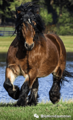 阿尔登马ardennes horse_搜狐汽车_搜狐网