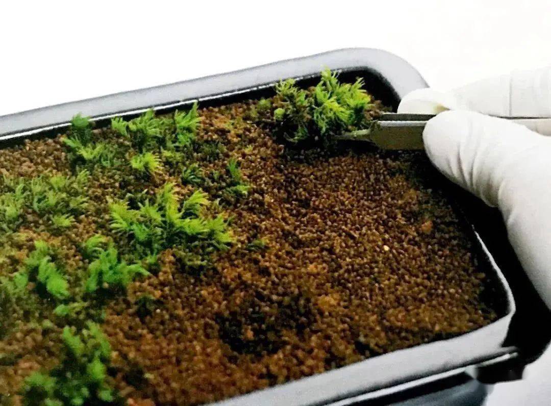 怎么从根源上消灭害虫细菌捍卫植物安全健康