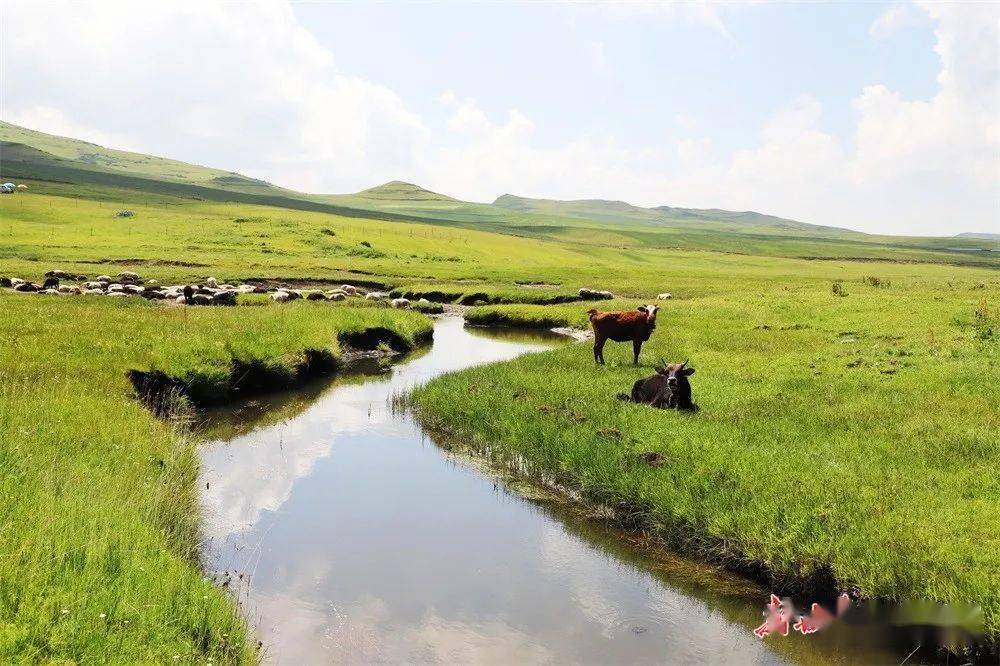 媒眼看岷县美得意外夏日岷县有一片草原叫狼渡滩