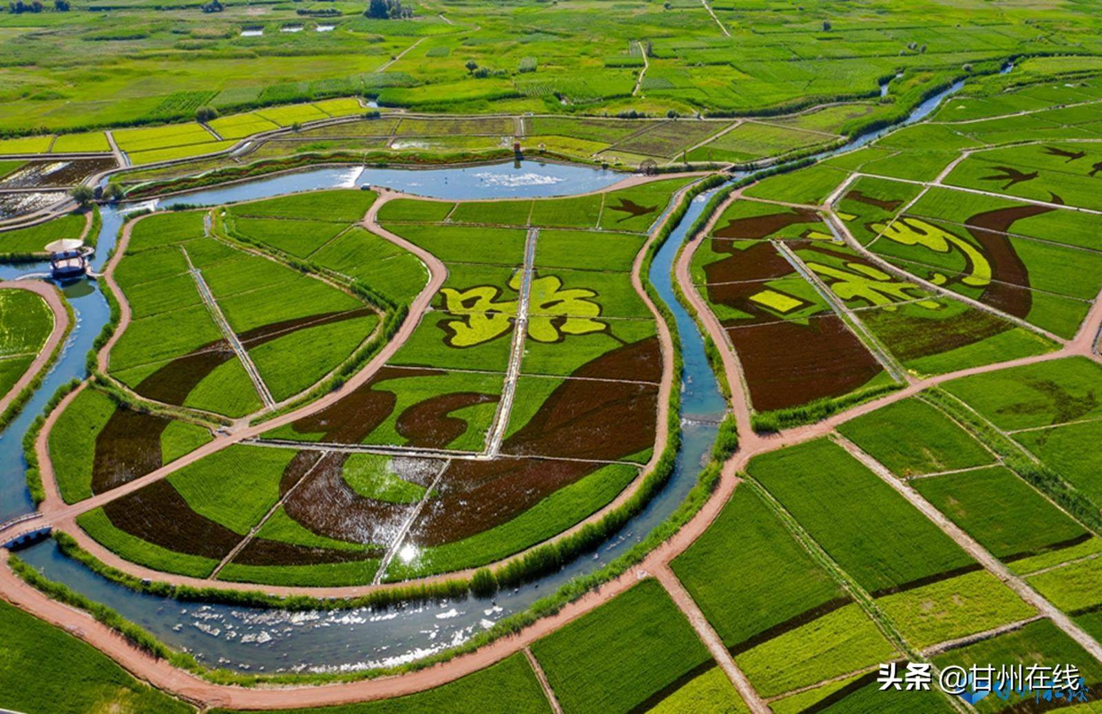 1200亩稻田以不同颜色组成以"丝路水乡·稻画田园"为主题的艺术图案