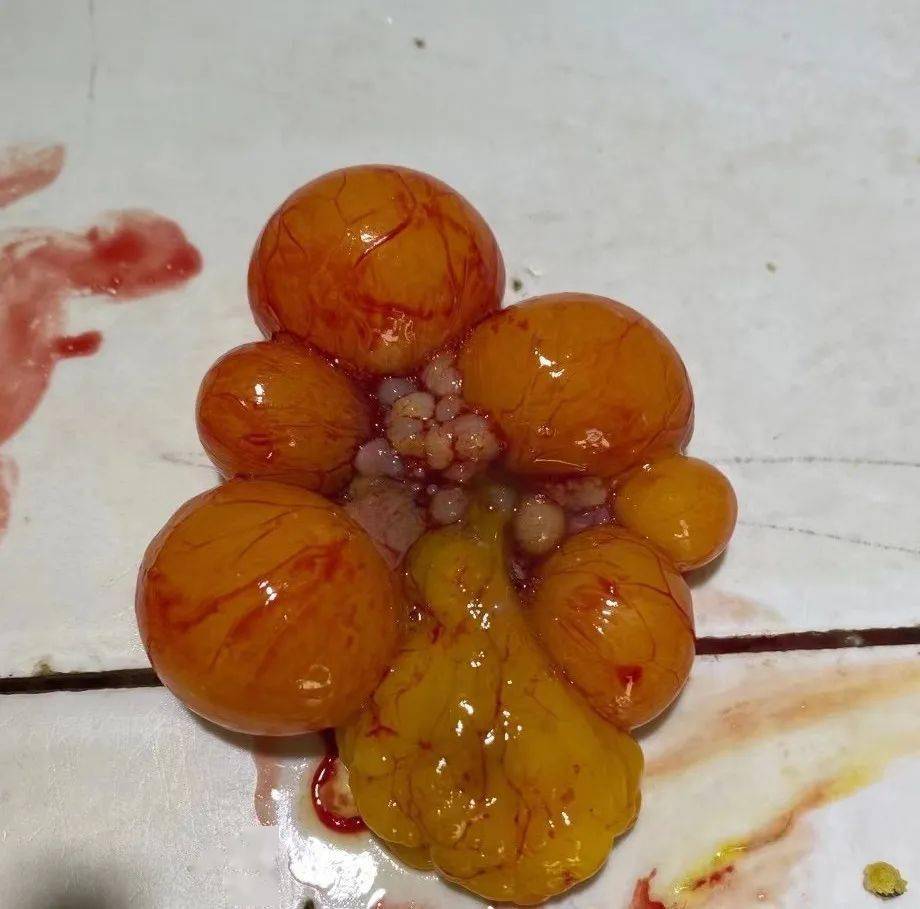 较好的预防和治疗的作用,还具有免疫增效作用)预防措施加强鸡舍的管理