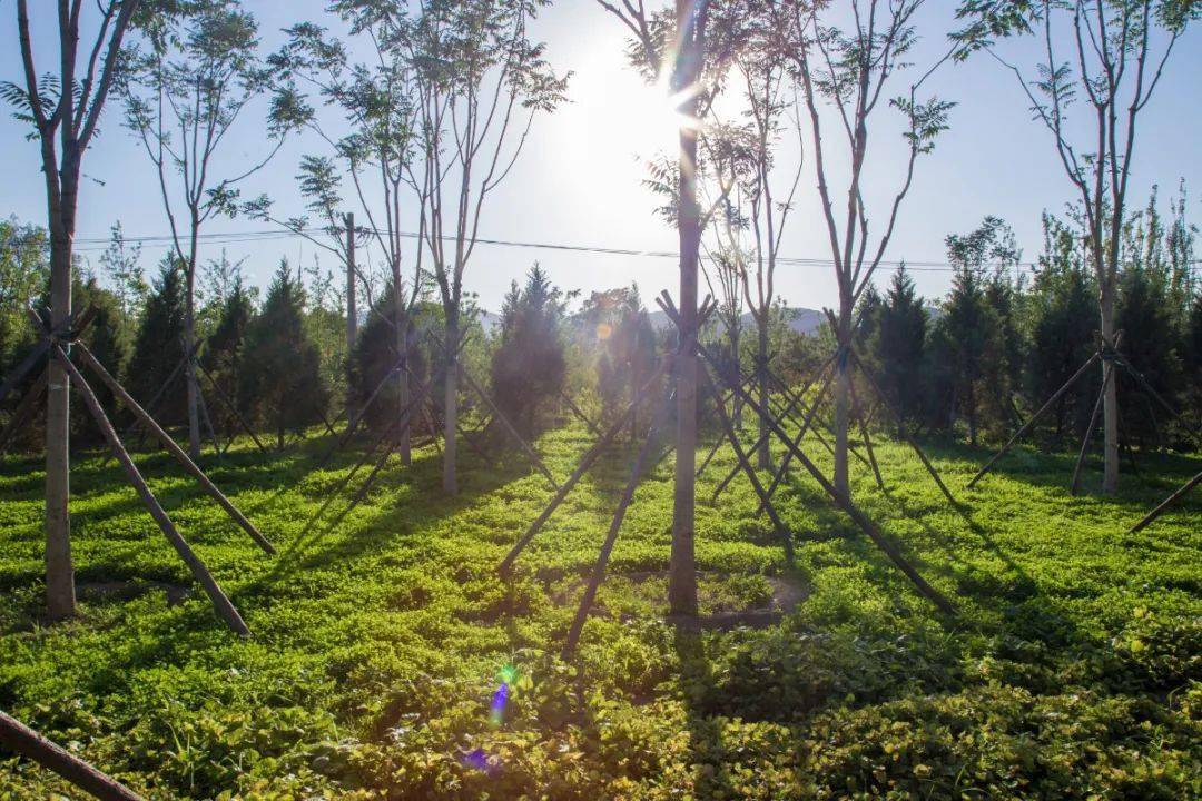 夏日,来这座森林公园——功德寺公园寻一片清凉!