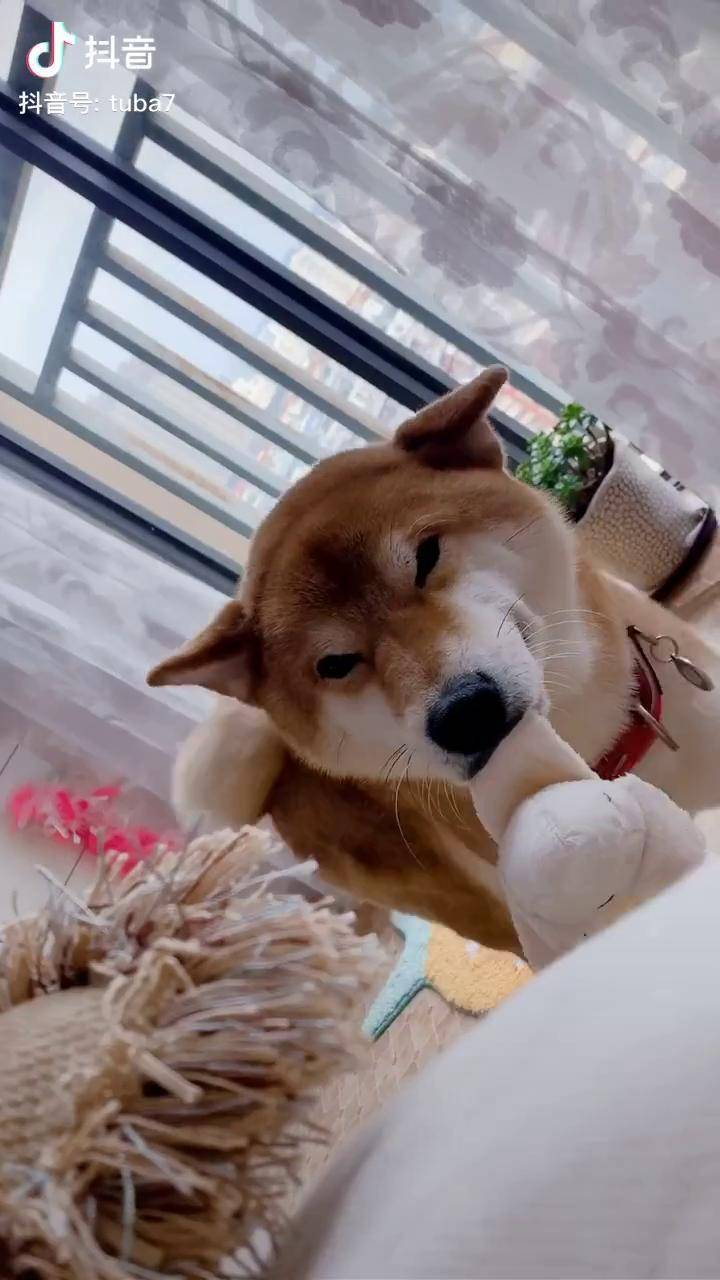 飞机耳求陪玩的柴柴最可爱了柴犬柴犬柴犬