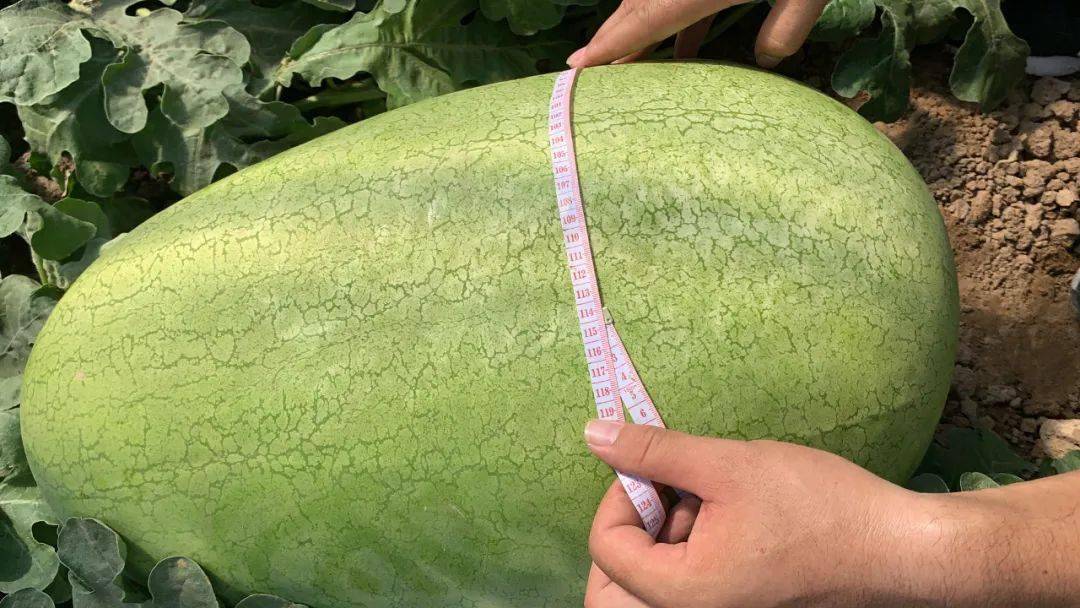 "选择种植大西瓜,最初是因为在新闻上看到东北有100多斤的大西瓜,感觉