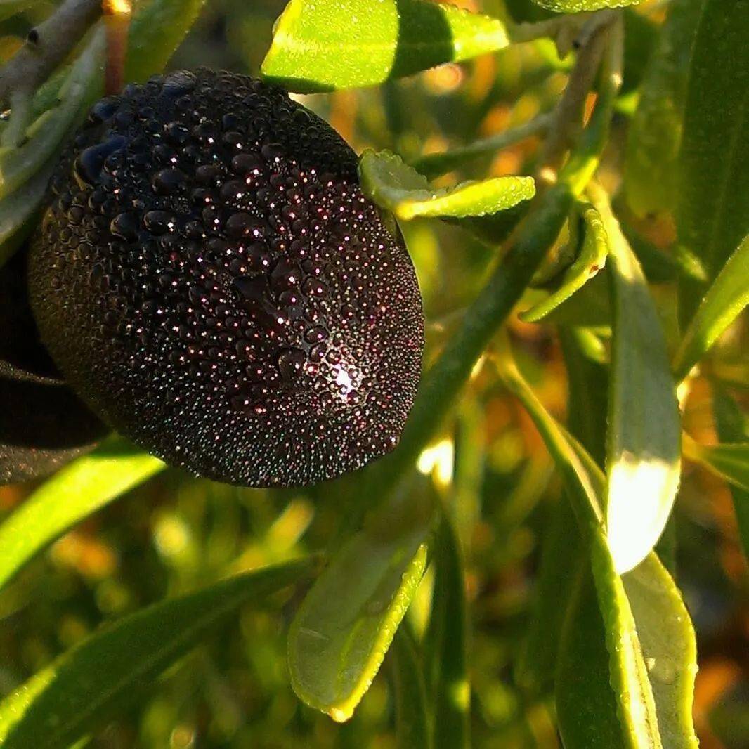 进出口食品安全进口橄榄油那点事