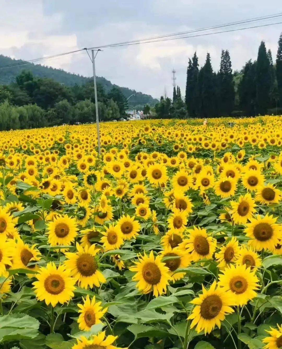 从昆明出发开车一小时到安宁这儿有一大片的向日葵花海