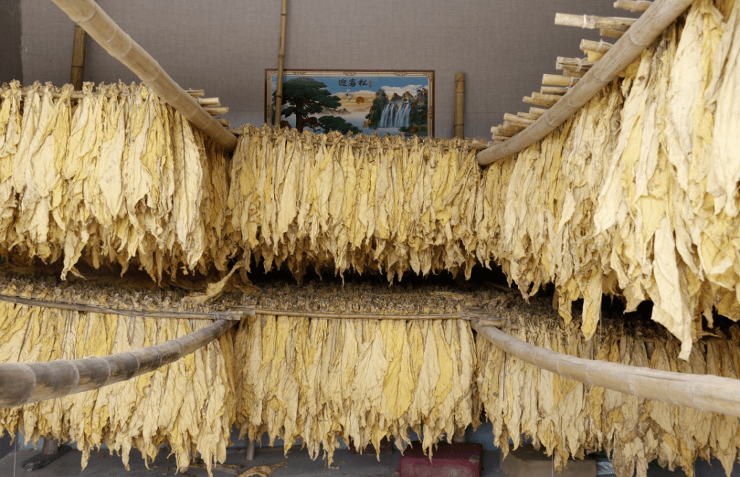 迤那镇:烤烟喜丰收 烟农赶"烤"忙