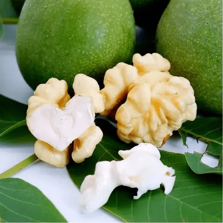 陇南"新宠"上市啦~_核桃