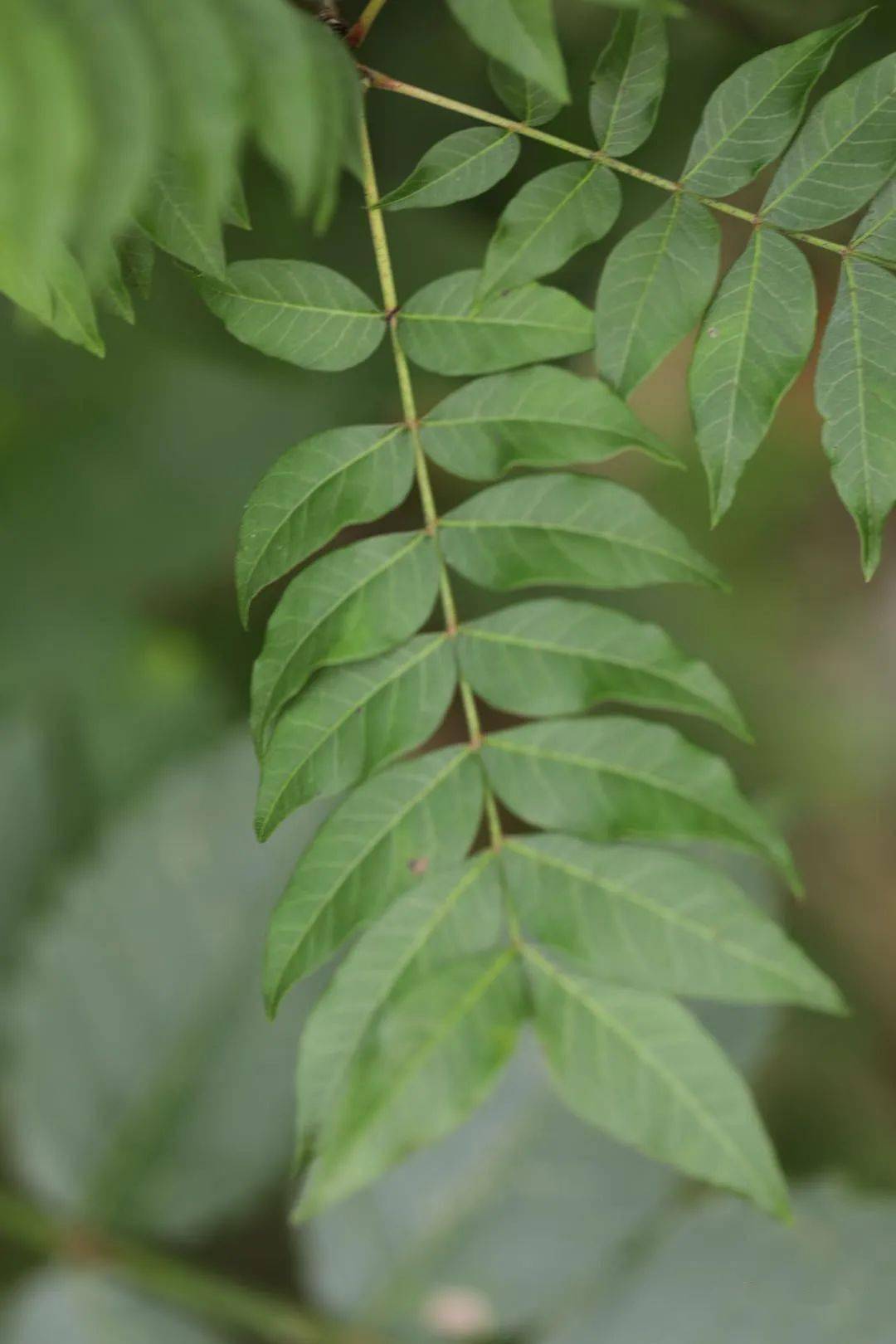 黄连木手串(黄连木手串好吗)