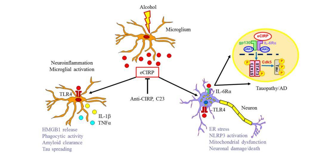 关键作用|酗酒会加速老年痴呆症的发生，并加重症状