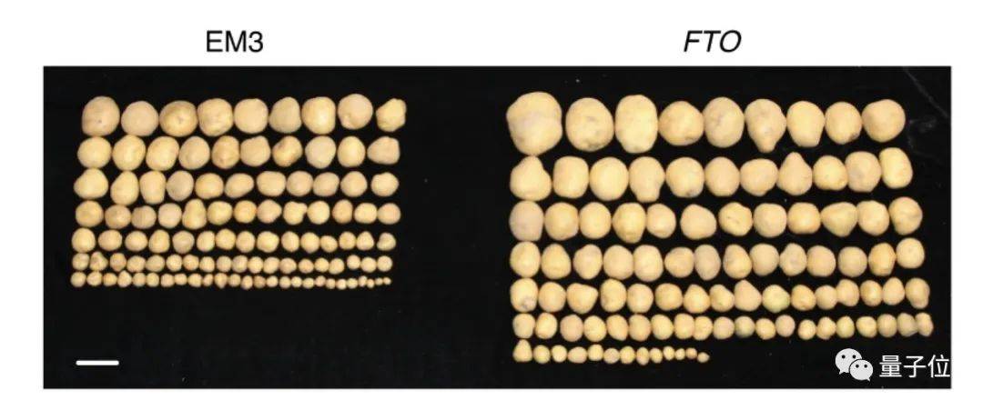 过程|转入肥胖基因改造RNA，作物增产50%