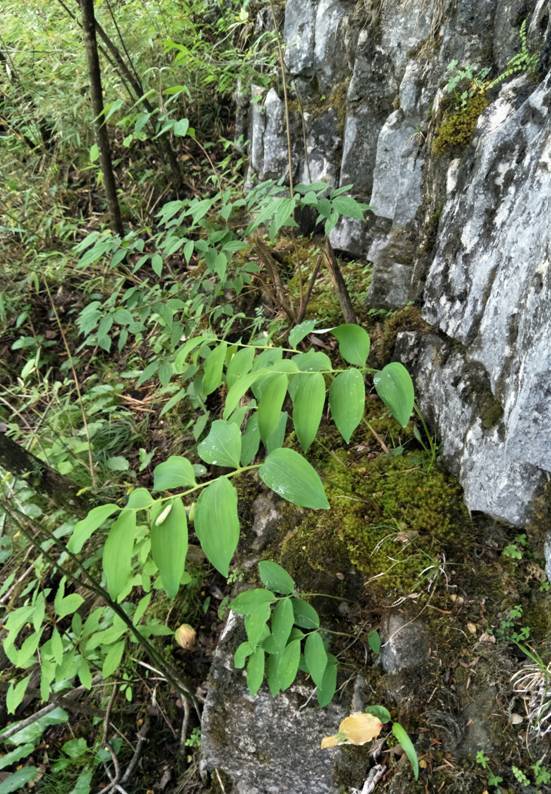 四川发现植物新物种翅茎黄精