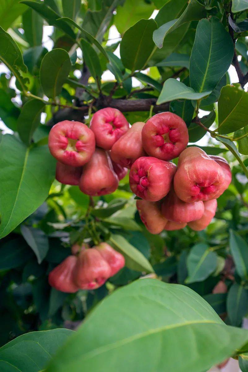 6种颜色告诉你攀枝花的夏天到底有多惊艳