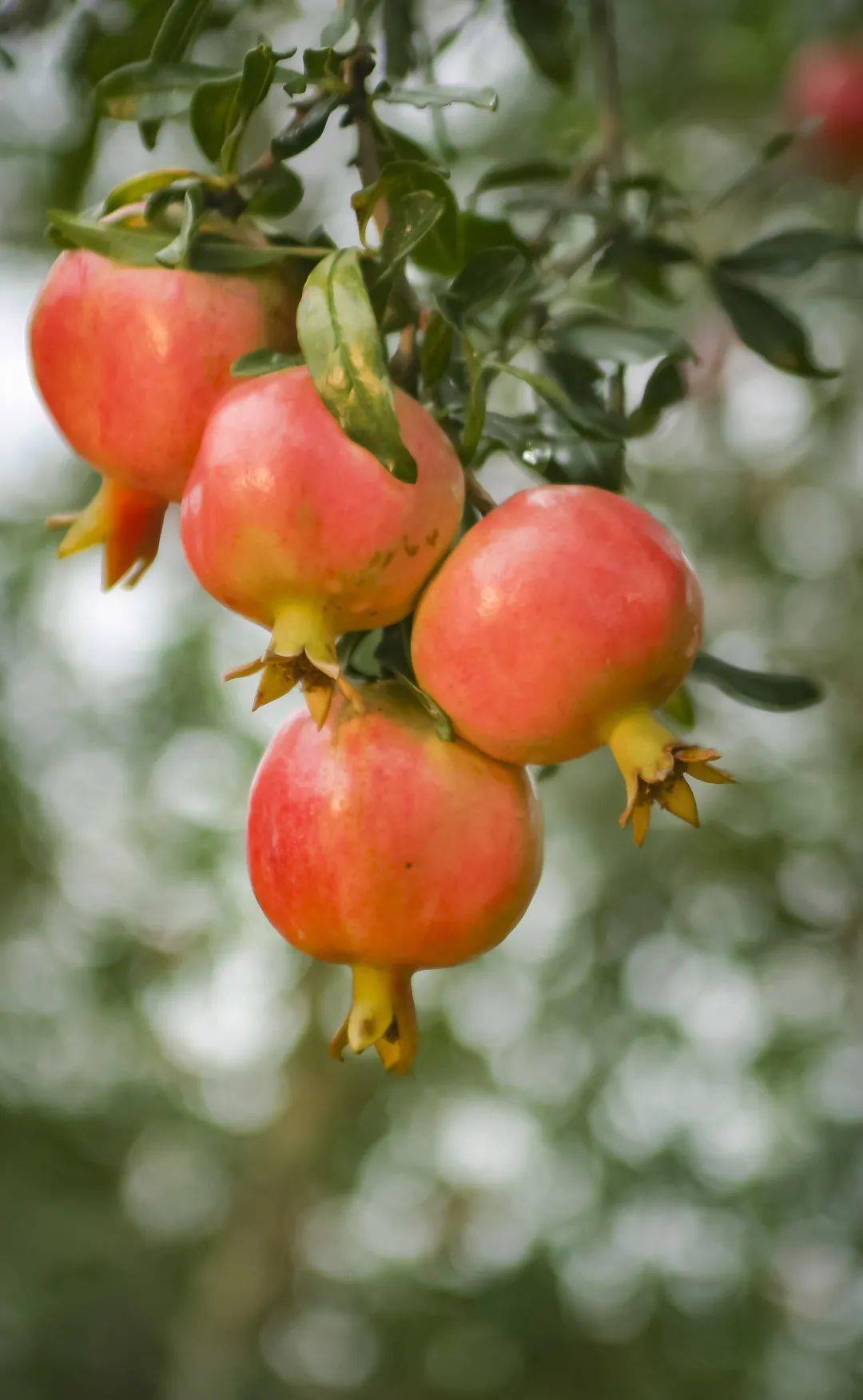 国内最全蒙自这里藏着307个国内外石榴优良品种