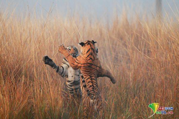 国外动物激烈打斗精彩瞬间 场面激烈下手狠