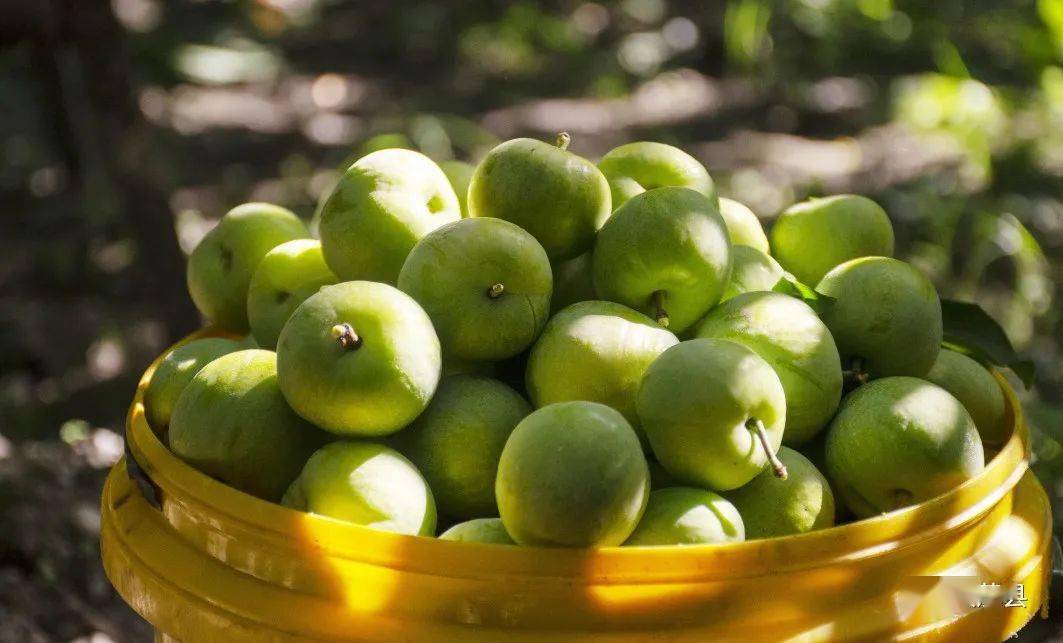 香,脆,甜,茂县有"李"每一口都是夏天的味道_李子