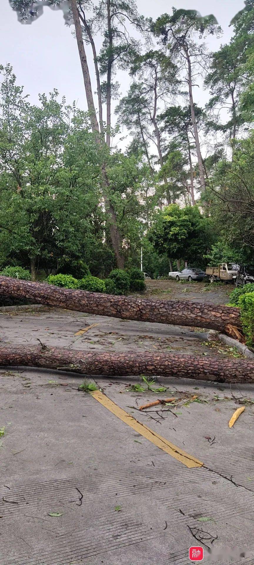 妖风来袭融水上演末日大片场景组图视频