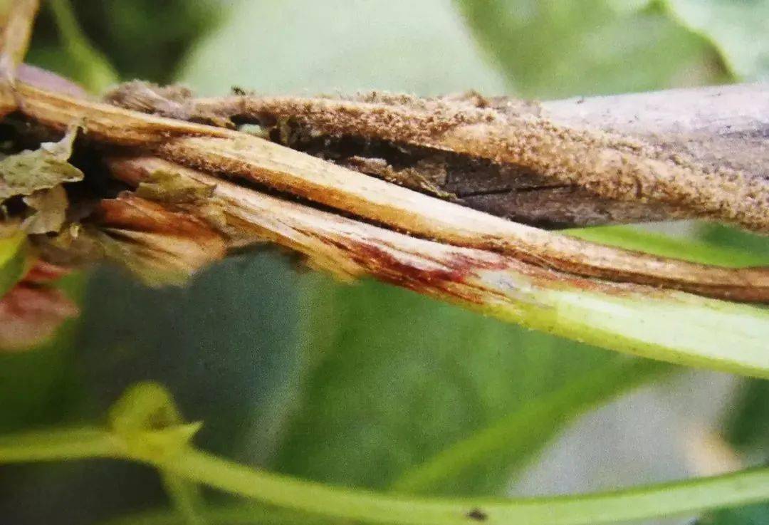 豇豆常见14种病害高清大图教您快速辨认