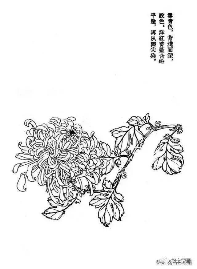 60种菊花工笔白描写生画法