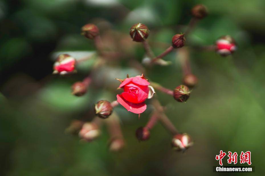 8月2日,云南峨山彝族自治县,一朵盛开的金边玫瑰.