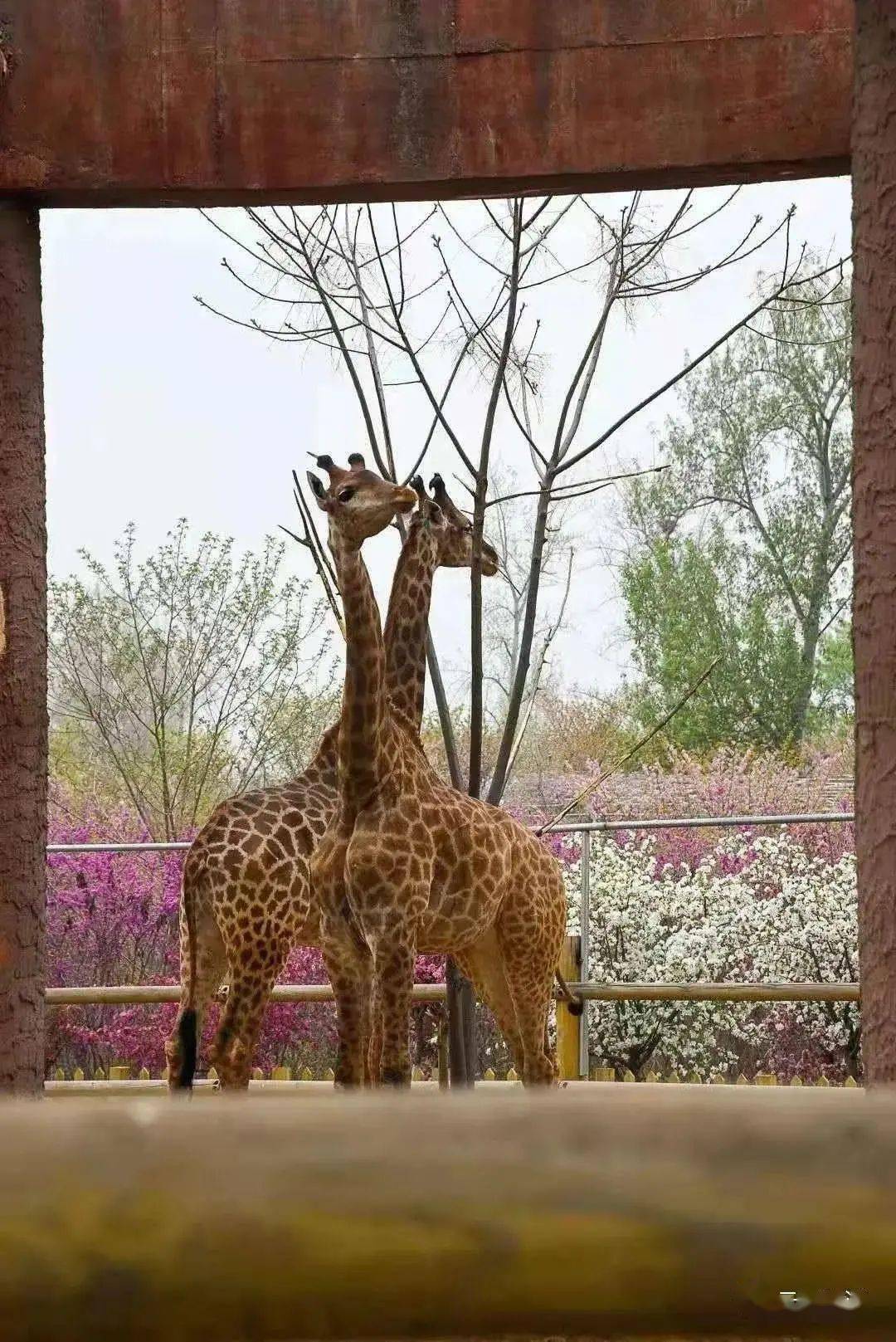 全年不限次暢玩焦作森林公園動物園年卡僅29元隨意暢玩啦各種珍稀動物