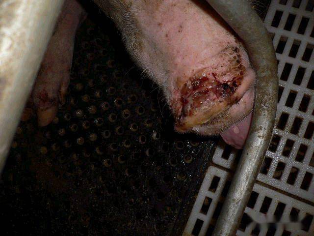 五号病的鉴别诊断以及消毒方法另附图片