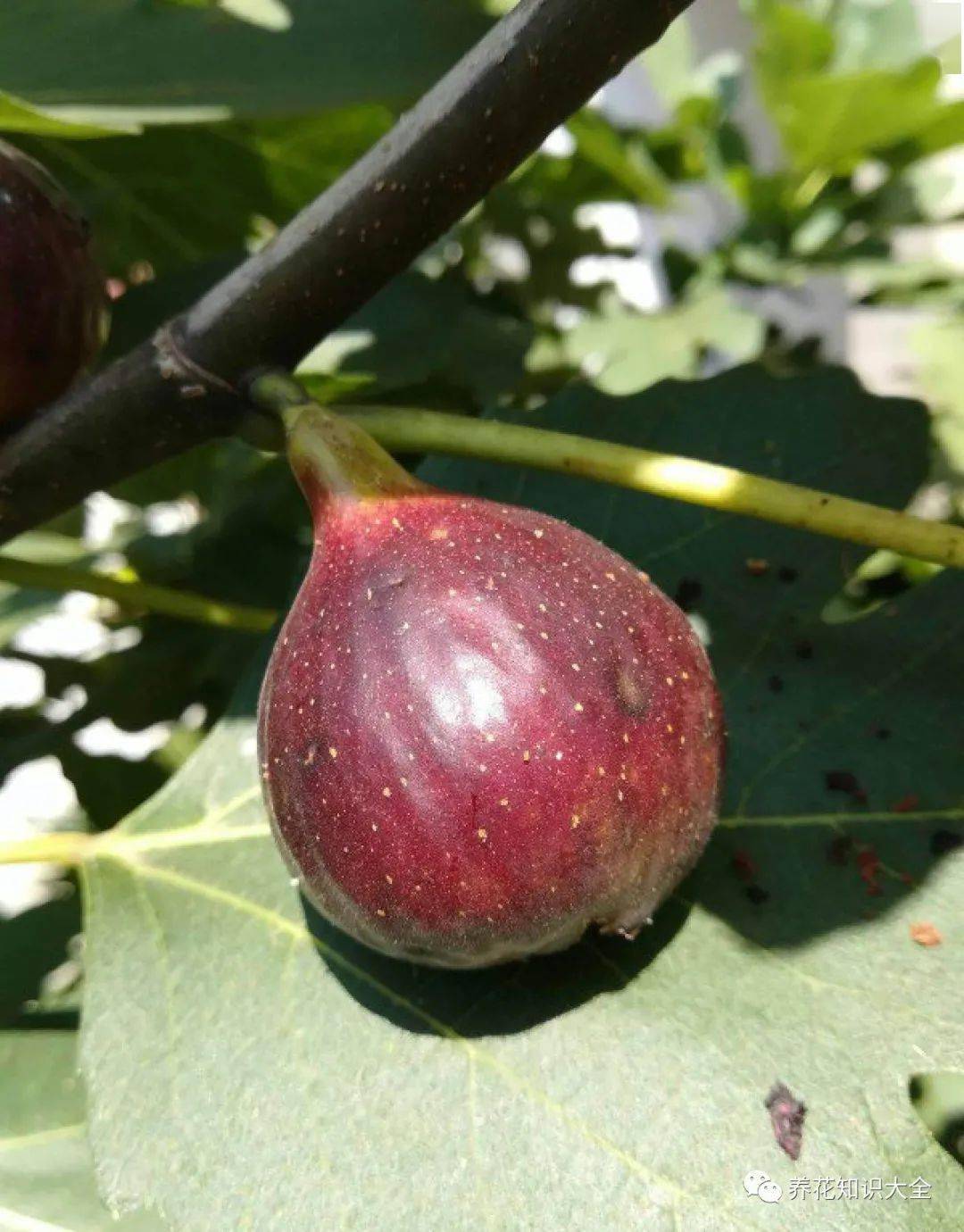 无花果 也有花 食用部分就是花 3步养护吃到 美味花 果实