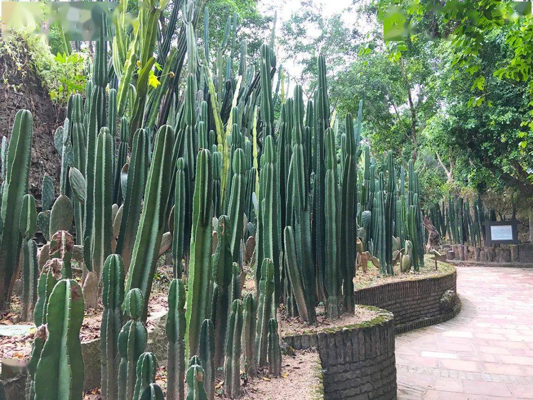 中山好去处￥168仙踪龙园4人美食游园套餐入园参观仙人掌大峡谷秦始皇
