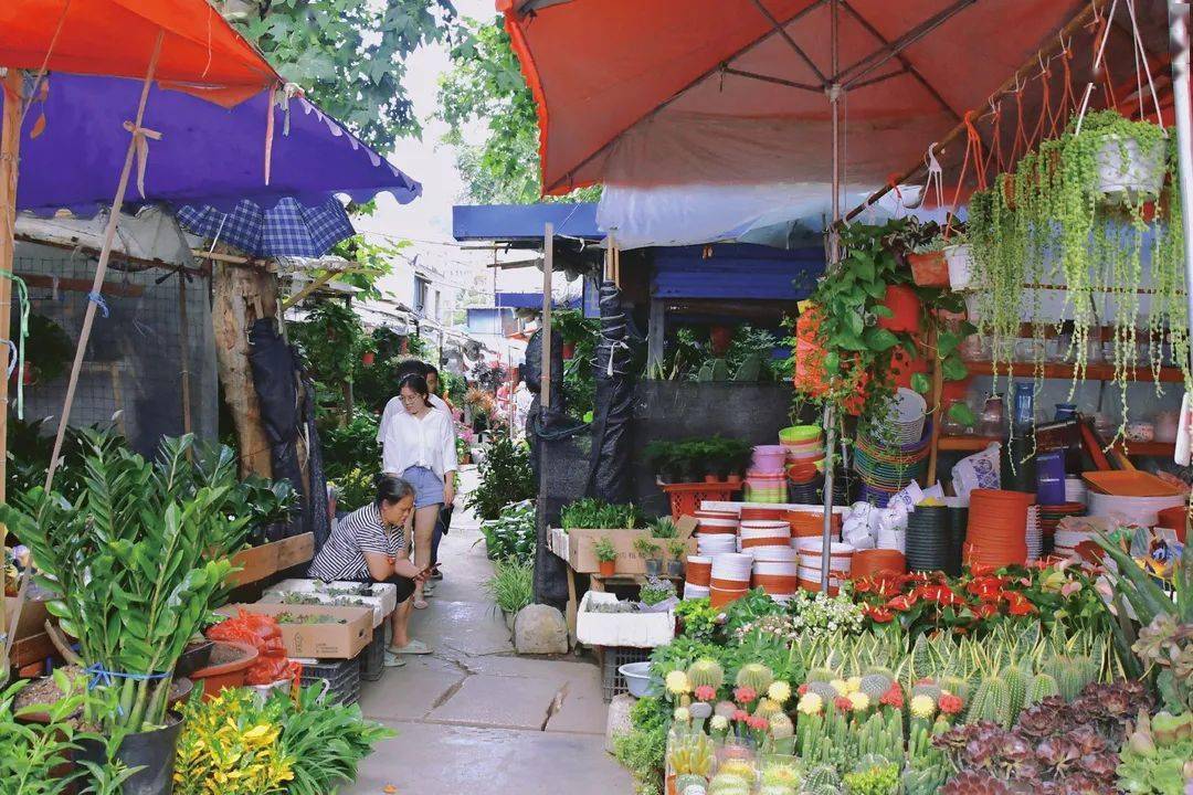 逛陽明花鳥市場打開一段意趣生活