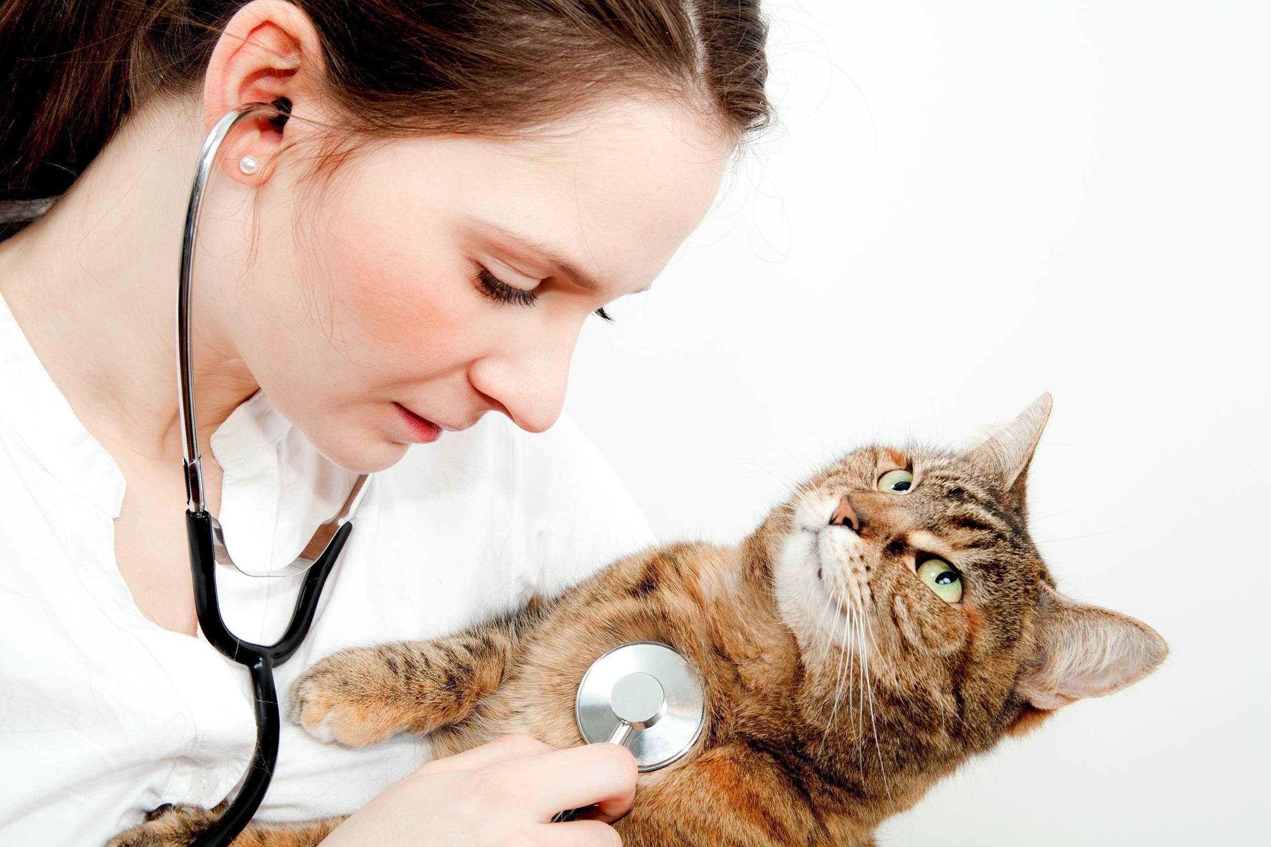 "毛孩子"看病动辄上万,宠物保险为何想爱不敢爱?_医疗费