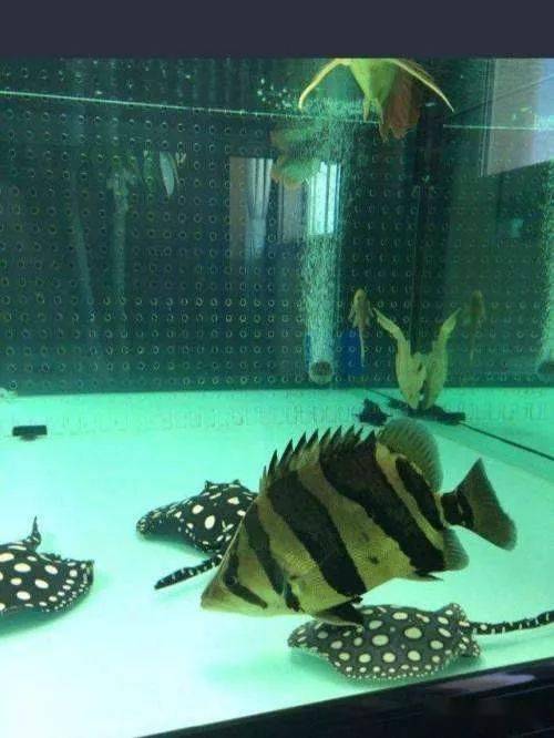 让虎鱼由暗变明的几个小姿势,你值得拥有!