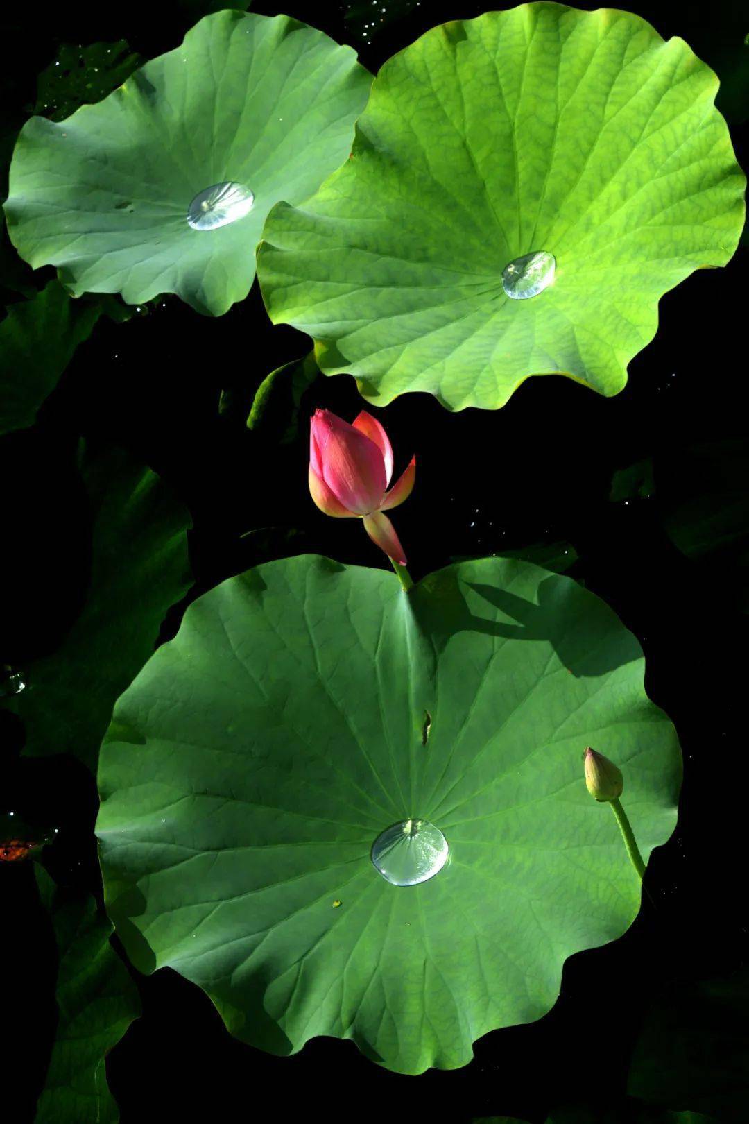 古韵新城水墨石屏夏日荷韵