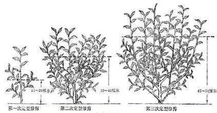 一般在茶季结束后,龙冠茶园的师傅们会给茶树进行一次修剪