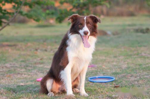 邊牧專欄丨邊境牧羊犬品種介紹