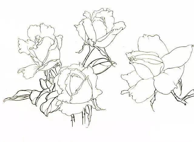 国画教程月季花的白描写生技法月季花图谱