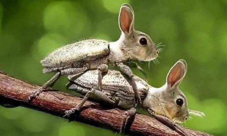 一组ps"杂交"动物照,见过一张算你厉害!_照片