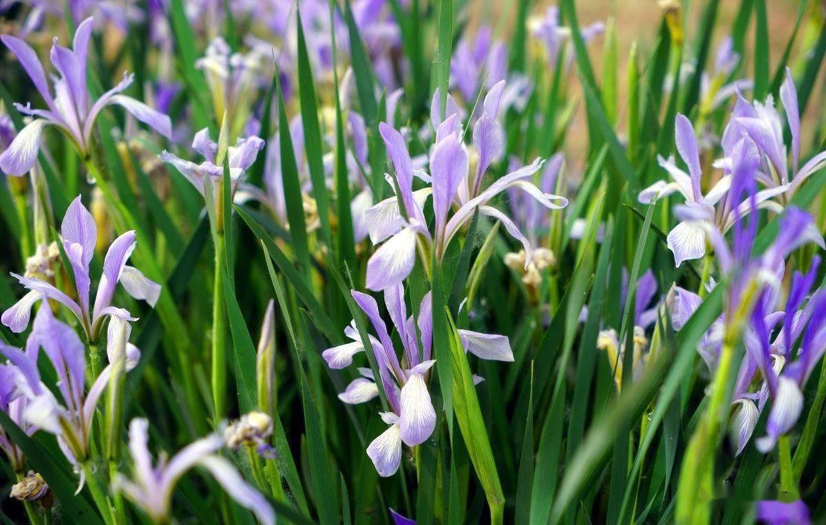 北方常见的几种护坡植物