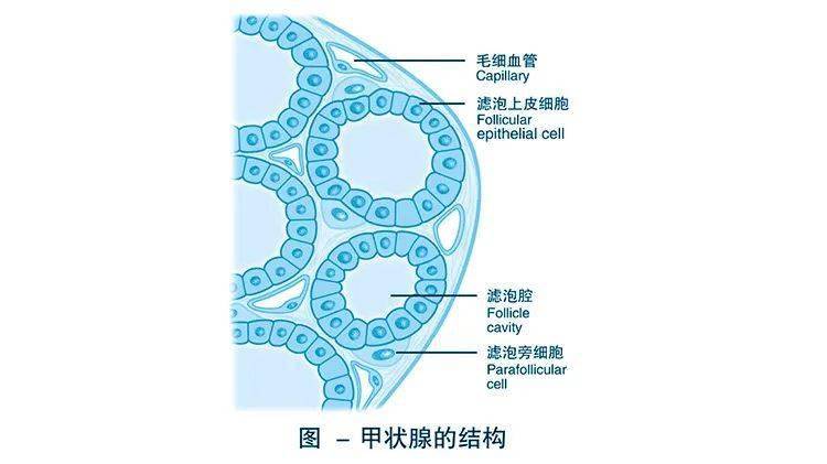 甲状腺实际上由300万个滤泡构成,每个滤泡直径为15～500微米